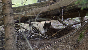 Lynx lynx (Felidae)  - Lynx boréal Landkreis Regen [Allemagne] 15/07/2007 - 680m photographie faite en 