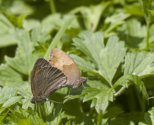 Maniola jurtina (Nymphalidae)  - Myrtil, Myrtile, Jurtine, Janire - Meadow Brown Landkreis Regen [Allemagne] 10/07/2007 - 680m