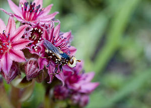 Myopa occulta (Conopidae)  Viege [Suisse] 25/07/2007 - 2010m