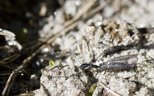 Raphidia  (Raphidiidae)  Viege [Suisse] 25/07/2007 - 2010m