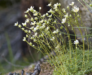 Saxifraga aspera (Saxifragaceae)  - Saxifrage rude Viege [Suisse] 25/07/2007 - 2010m