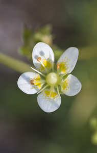 Saxifraga aspera (Saxifragaceae)  - Saxifrage rude Viege [Suisse] 25/07/2007 - 2010m