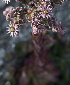 Sempervivum tectorum (Crassulaceae)  - Joubarbe des toits, Grande joubarbe - House-leek Region Engiadina Bassa/Val Mustair [Suisse] 21/07/2007 - 2070m