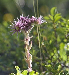 Sempervivum tectorum (Crassulaceae)  - Joubarbe des toits, Grande joubarbe - House-leek Viege [Suisse] 25/07/2007 - 2010m
