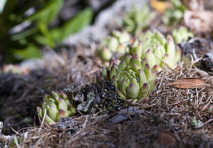 Sempervivum tectorum (Crassulaceae)  - Joubarbe des toits, Grande joubarbe - House-leek Viege [Suisse] 25/07/2007 - 2010m