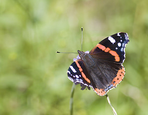 Vanessa atalanta (Nymphalidae)  - Vulcain, Amiral, Vanesse Vulcain, Chiffre, Atalante - Red Admiral Conches [Suisse] 24/07/2007 - 1380m