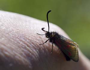 Zygaena exulans (Zygaenidae)  - Zygène des sommets, Zygène des alpages - Scotch Burnet Sierre [Suisse] 26/07/2007 - 2270m