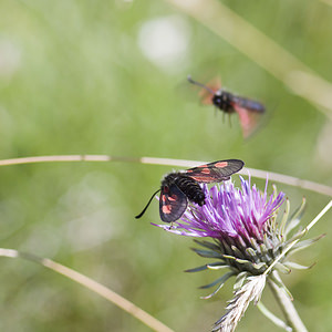 Zygaena exulans (Zygaenidae)  - Zygène des sommets, Zygène des alpages - Scotch Burnet Sierre [Suisse] 26/07/2007 - 2270m