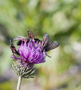 Zygaena exulans (Zygaenidae)  - Zygène des sommets, Zygène des alpages - Scotch Burnet Sierre [Suisse] 26/07/2007 - 2270m