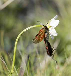 Zygaena exulans (Zygaenidae)  - Zygène des sommets, Zygène des alpages - Scotch Burnet Sierre [Suisse] 26/07/2007 - 2270m