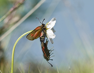 Zygaena exulans (Zygaenidae)  - Zygène des sommets, Zygène des alpages - Scotch Burnet Sierre [Suisse] 26/07/2007 - 2270m