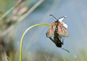 Zygaena exulans (Zygaenidae)  - Zygène des sommets, Zygène des alpages - Scotch Burnet Sierre [Suisse] 26/07/2007 - 2270m