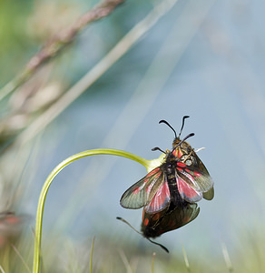 Zygaena exulans (Zygaenidae)  - Zygène des sommets, Zygène des alpages - Scotch Burnet Sierre [Suisse] 26/07/2007 - 2270m