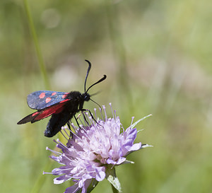 Zygaena trifolii (Zygaenidae)  - Zygène des prés, Zygène des Cornettes - Five-spot Burnet Conches [Suisse] 24/07/2007 - 1380m