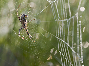 Argiope bruennichi (Araneidae)  - Épeire frelon - Wasp Spider Marne [France] 04/08/2007 - 100m