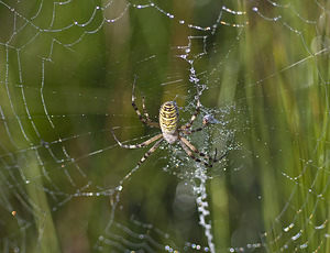 Argiope bruennichi (Araneidae)  - Épeire frelon - Wasp Spider Marne [France] 04/08/2007 - 100m