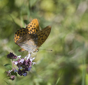 Argynnis paphia (Nymphalidae)  - Tabac d'Espagne, Nacré vert, Barre argentée, Empereur - Silver-washed Fritillary Marne [France] 04/08/2007 - 160m