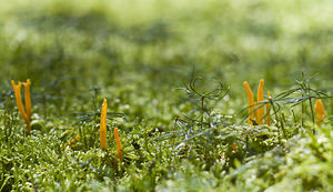 Calocera viscosa (Dacrymycetaceae)  - Calocère visqueuse - Yellow Stagshorn Nord [France] 25/08/2007 - 210m