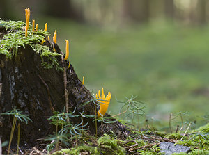 Calocera viscosa (Dacrymycetaceae)  - Calocère visqueuse - Yellow Stagshorn Nord [France] 25/08/2007 - 210m