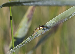 Dolomedes fimbriatus (Pisauridae)  - Dolomède des marais, Dolomède bordé - Raft Spider Marne [France] 04/08/2007 - 100m