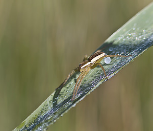 Dolomedes fimbriatus Dolomède des marais, Dolomède bordé Raft Spider