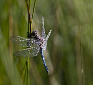 Orthetrum coerulescens (Libellulidae)  - Orthétrum bleuissant - Keeled Skimmer Marne [France] 04/08/2007 - 100m