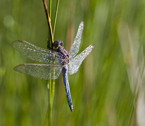 Orthetrum coerulescens (Libellulidae)  - Orthétrum bleuissant - Keeled Skimmer Marne [France] 04/08/2007 - 100m