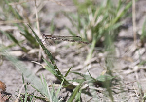 Sympecma fusca (Lestidae)  - Leste brun - Brown Emerald Damselfly Marne [France] 04/08/2007 - 110m