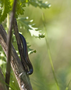 Tachypodoiulus niger (Julidae)  - White-legged Snake Millipede Marne [France] 04/08/2007 - 110m