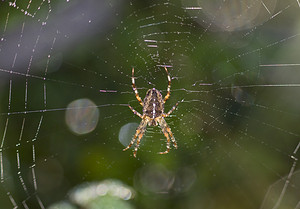 Araneus diadematus (Araneidae)  - Épeire diadème - Garden Spider Somme [France] 08/09/2007 - 170m