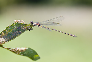 Chalcolestes viridis (Lestidae)  - Leste vert - Green Emerald Damselfly Marne [France] 16/09/2007 - 150m