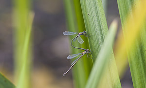 Chalcolestes viridis (Lestidae)  - Leste vert - Green Emerald Damselfly Nord [France] 30/09/2007 - 30m