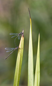 Chalcolestes viridis (Lestidae)  - Leste vert - Green Emerald Damselfly Nord [France] 30/09/2007 - 30m