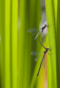 Chalcolestes viridis Leste vert Green Emerald Damselfly