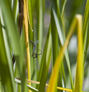 Chalcolestes viridis (Lestidae)  - Leste vert - Green Emerald Damselfly Nord [France] 30/09/2007 - 30m