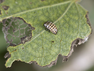 Chrysomela populi (Chrysomelidae)  - Chrysomèle populaire, Chrysomèle du peuplier - Red Poplar Leaf Beetle Marne [France] 15/09/2007 - 220mLarve