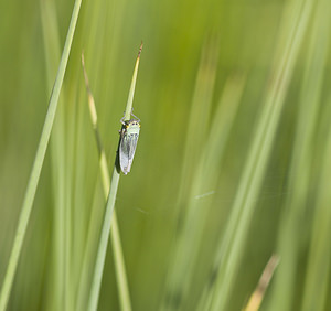 Cicadella viridis (Cicadellidae)  - Cicadelle verte - Green leafhopper Marne [France] 15/09/2007 - 200m