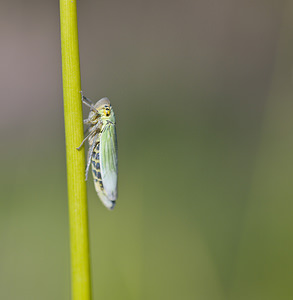 Cicadella viridis (Cicadellidae)  - Cicadelle verte - Green leafhopper Marne [France] 15/09/2007 - 190m
