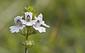 Euphrasia stricta (Orobanchaceae)  - Euphraise raide - Short-haired Eyebright  [France] 08/09/2007 - 160m