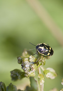 Eurydema oleracea (Pentatomidae)  - Punaise verte à raies & rouges ou blanches Marne [France] 16/09/2007 - 180mles points peuvent varier en coloration du jaune tr?s p?le au rouge carmin, sur brassicass?es.