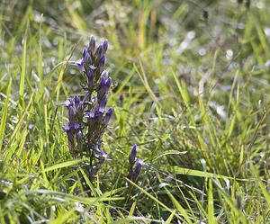 Gentianella germanica (Gentianaceae)  - Gentianelle d'Allemagne, Gentiane d'Allemagne - Chiltern Gentian  [France] 08/09/2007 - 160m