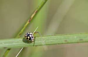 Propylea quatuordecimpunctata (Coccinellidae)  - Coccinelle à damier, Coccinelle à 14 points, Coccinelle à sourire  [France] 15/09/2007 - 230m