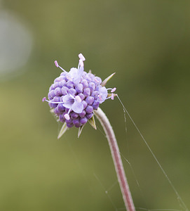 Scabiosa columbaria Scabieuse colombaire, oeil-de-perdrix Small Scabious