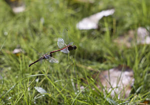 Sympetrum sanguineum (Libellulidae)  - Sympétrum sanguin, Sympétrum rouge sang - Ruddy Darter Nord [France] 30/09/2007 - 30mcouples en train de pondre sur le fond ass?ch? d'une mare vernale