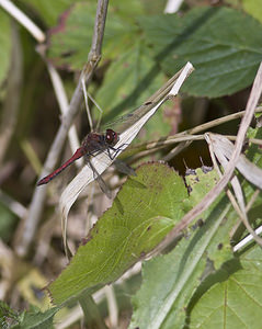 Sympetrum sanguineum (Libellulidae)  - Sympétrum sanguin, Sympétrum rouge sang - Ruddy Darter Nord [France] 30/09/2007 - 30m