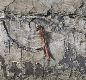 Sympetrum sanguineum (Libellulidae)  - Sympétrum sanguin, Sympétrum rouge sang - Ruddy Darter Nord [France] 30/09/2007 - 30m