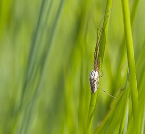 Tetragnatha extensa (Tetragnathidae)  - Tétragnathe étirée Marne [France] 15/09/2007 - 210m