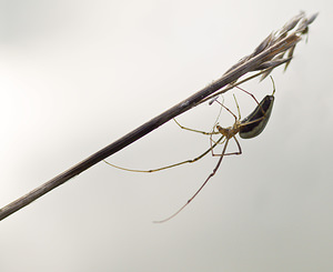 Tetragnatha extensa (Tetragnathidae)  - Tétragnathe étirée Marne [France] 16/09/2007 - 180m