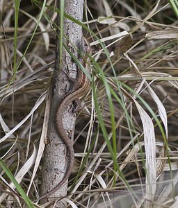 Zootoca vivipara (Lacertidae)  - Lézard vivipare - Viviparous Lizard Nord [France] 30/09/2007 - 30m