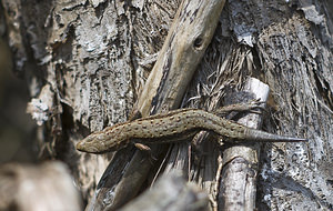 Zootoca vivipara (Lacertidae)  - Lézard vivipare - Viviparous Lizard Nord [France] 30/09/2007 - 30m